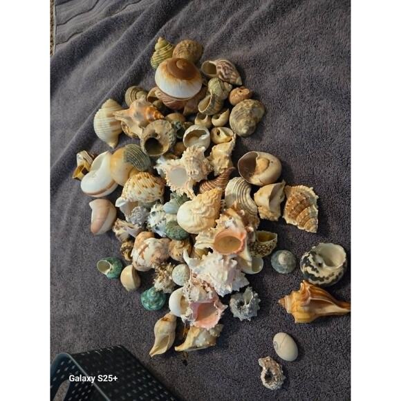 None and/or Unknown Other - 50+ Assorted Natural Hermit Crab Shells - All Sizes! New Homes!